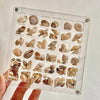 ORIGINAL DESIGN - Acrylic Magnetic Seashell Display Box