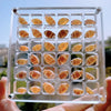 ORIGINAL DESIGN - Acrylic Magnetic Seashell Display Box