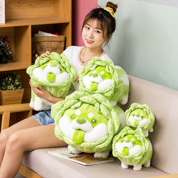 Cabbage Shiba Inu Dog